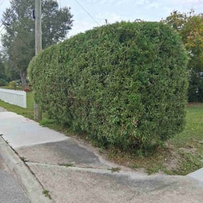 Bush Trimming by JM Lawns reviewed on January 22, 2026