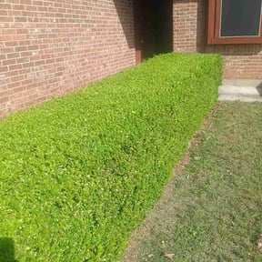 Bush Trimming by SD LAWNS reviewed on May 30, 2026