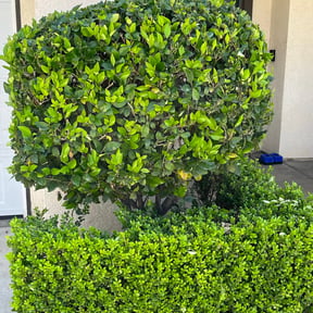Bush Trimming by B&amp;C Lawn and Landscaping LLC reviewed on August 21, 2024