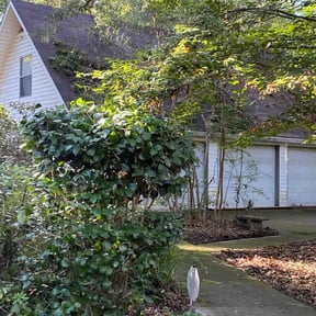 Bush Trimming by Moe Does Lawns reviewed on November 4, 2025