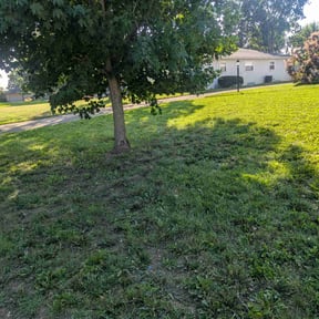 Bush Trimming by Speedy Rabbit Lawncare reviewed on August 17, 2025