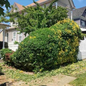 Bush Trimming by Olsen Landscape Services Inc reviewed on August 20, 2025