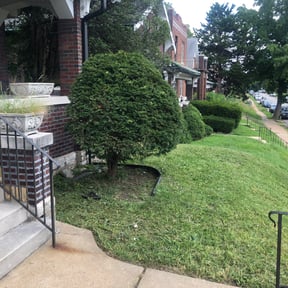 Bush Trimming by Father & Son Services reviewed on August 21, 2025