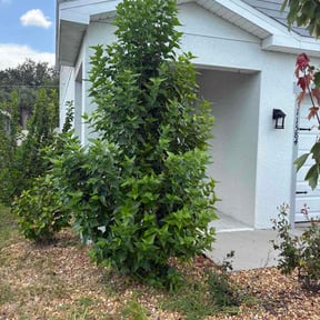 Bush Trimming by Hugheslandscaping reviewed on July 12, 2026