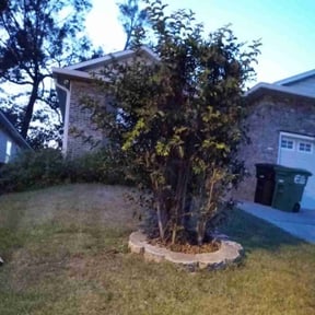 Bush Trimming by Cornerstone Properties and Rentals reviewed on August 16, 2025