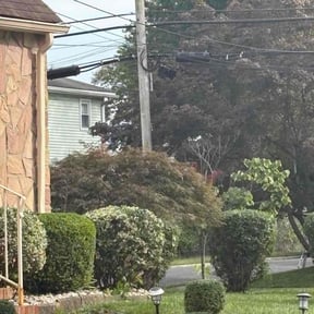 Bush Trimming by Splendid Grass Lawn Inc reviewed on October 18, 2025