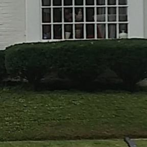 Bush Trimming by Christopher M. Caponi reviewed on August 19, 2025