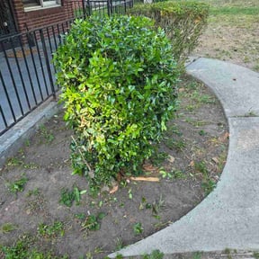 Bush Trimming by Winter Lawn Care reviewed on June 10, 2026
