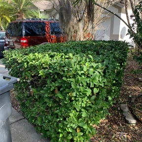 Bush Trimming by Tabers's Lawn Care LLC reviewed on August 15, 2025
