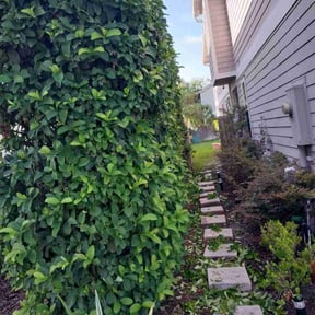 Bush Trimming by NRB LAWN CARE LLC reviewed on August 17, 2025