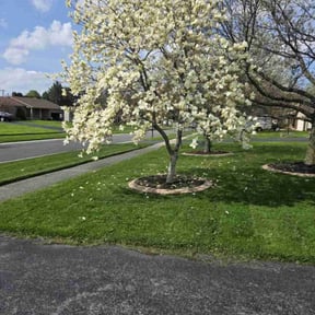 residential landscaping by Azuloutdoorservices@gmail.com reviewed on November 27, 2025