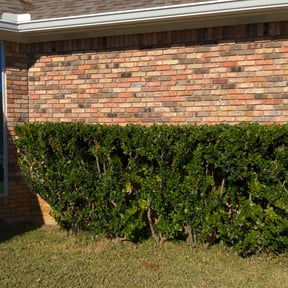 Bush Trimming by Fiechtner Landscape Services reviewed on August 19, 2025