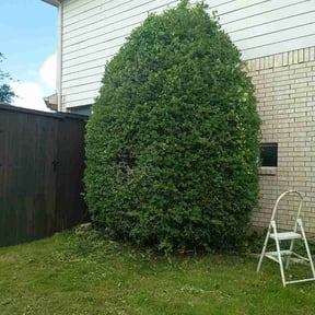 Bush Trimming by NJ percision landscaping reviewed on June 19, 2026