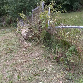 Bush Trimming by Chris Lippens Home Services, LLC reviewed on August 15, 2025