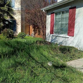 Bush Trimming by BONDISCAPES &amp; LAWN CARE reviewed on March 5, 2026