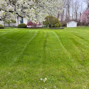 grass cutting by Simple Cutz reviewed on April 4, 2024