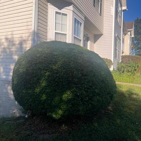 Bush Trimming by Bar boys movers and services reviewed on November 19, 2025