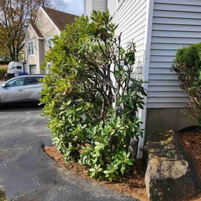 Bush Trimming by Deja Vu Property Maintenance LLC reviewed on November 26, 2025