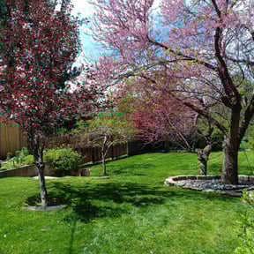 yard service by MAP Lawn Care reviewed on December 2, 2025