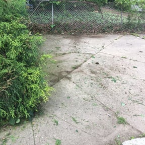 Bush Trimming by Meridian Management Group LLC reviewed on August 17, 2025