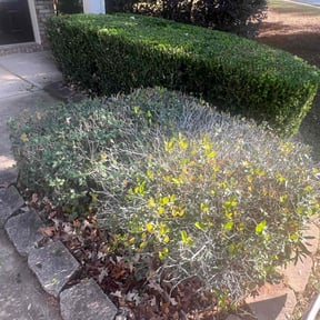 Bush Trimming by Eco Landscape & Design reviewed on August 18, 2025