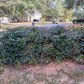 Bush Trimming by Aguilars Lawn Service reviewed on October 23, 2025