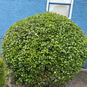 Bush Trimming by Brothers Lawn Care reviewed on August 20, 2025