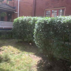 Bush Trimming by NRB Landscape Services reviewed on August 17, 2025