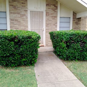 Bush Trimming by Mj.s Handyman services reviewed on August 20, 2025