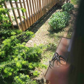 Flower Bed Weeding by Lonestar Landscaping group reviewed on August 19, 2025