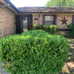 Bush Trimming by Alpha Lawn Maintenance reviewed on August 16, 2025