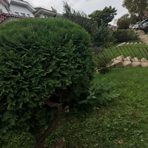 Bush Trimming by anibalnegron7@gmail.com reviewed on August 20, 2025