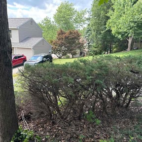 Bush Trimming by Weekend Warrior Landscaping reviewed on August 17, 2025