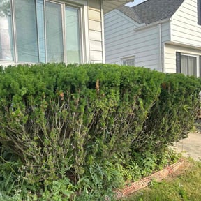 Bush Trimming by Both Sides Of The Fence Lawn Care and Maintenance LLC. reviewed on August 15, 2025