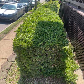 Bush Trimming by Epic Lawn Care reviewed on May 12, 2026