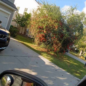 Bush Trimming by Genesis lawn reviewed on October 19, 2025