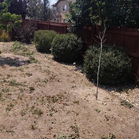 Bush Trimming by Creative Landscape  Design reviewed on October 1, 2023