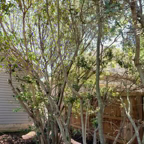 Bush Trimming by San City Lawn Care reviewed on August 15, 2025