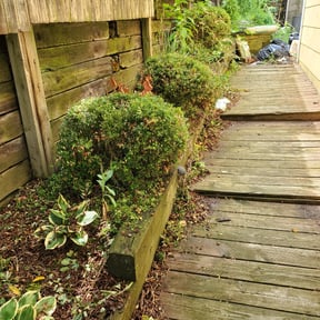 Bush Trimming by Turfscapes reviewed on August 17, 2025