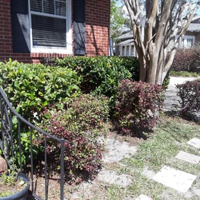 Bush Trimming by KP & SON'S LAWN SERVICE reviewed on August 21, 2025