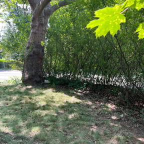 Bush Trimming by newsouthlandscaping1000 reviewed on August 20, 2025