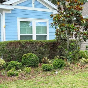 Bush Trimming by Electrifying lawn care reviewed on May 19, 2026