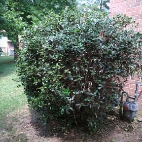 Bush Trimming by Bliss Lawn Care LLc reviewed on August 19, 2025