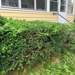 Bush Trimming by Final Finish Services reviewed on August 21, 2025