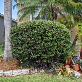 Bush Trimming by Texas lawn pro reviewed on August 18, 2025