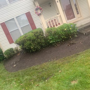 Bush Trimming by Right Lawn Care reviewed on August 18, 2025