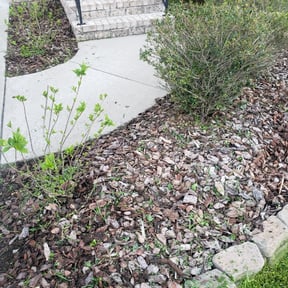 Flower Bed Weeding by Js Lawn Care reviewed on August 16, 2025