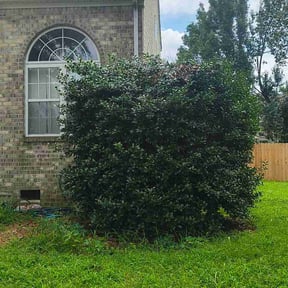 Bush Trimming by Elite Landscaping Solutions LLC reviewed on August 20, 2026