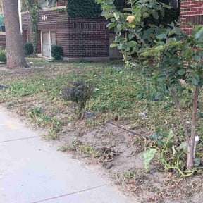 Bush Trimming by Ramirez Hernandez Landscape reviewed on August 18, 2025