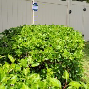 Bush Trimming by Roberto Pena reviewed on May 14, 2024